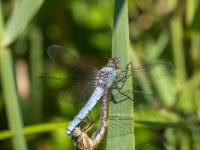 Kleiner Blaupfeil Libelle Paarungsrad